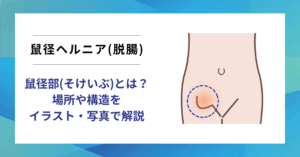 鼠径部とは