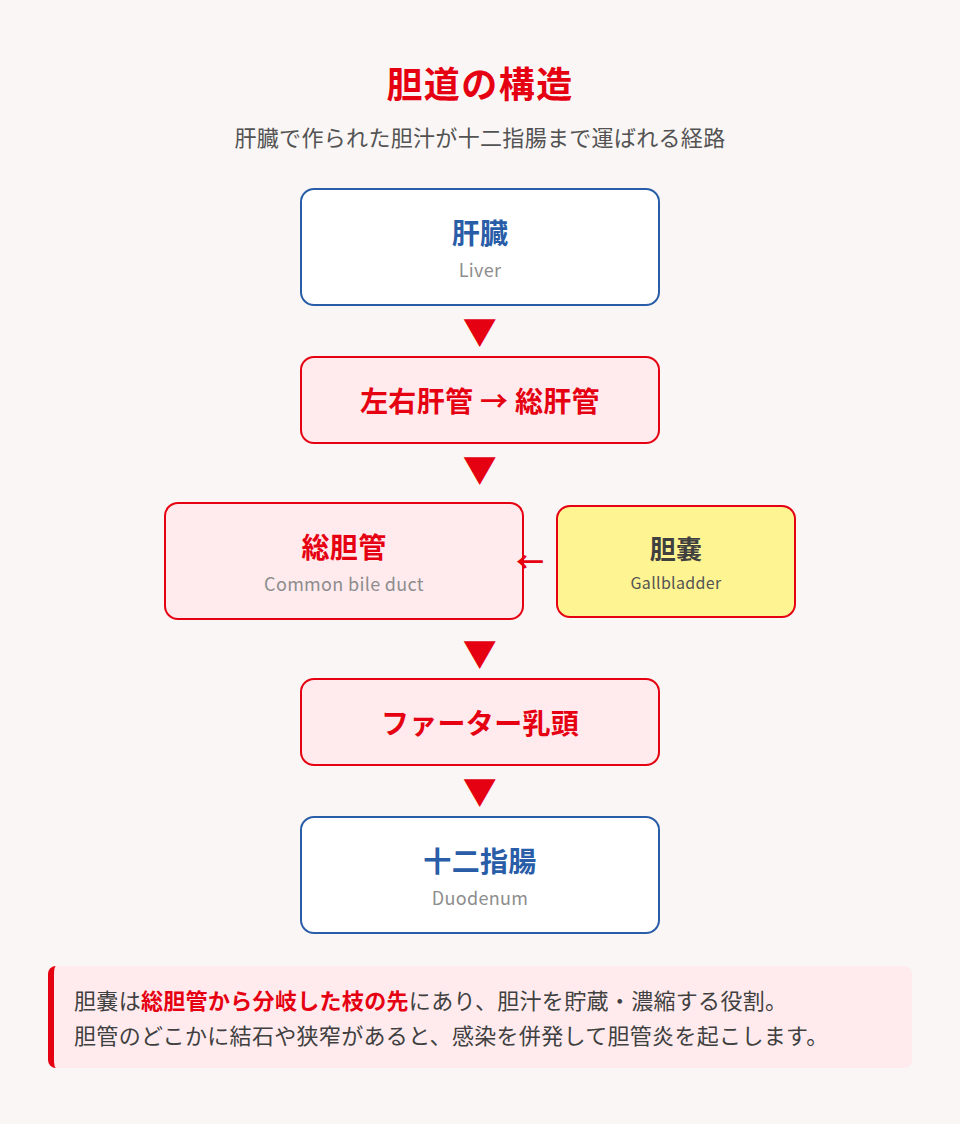 胆道の構造