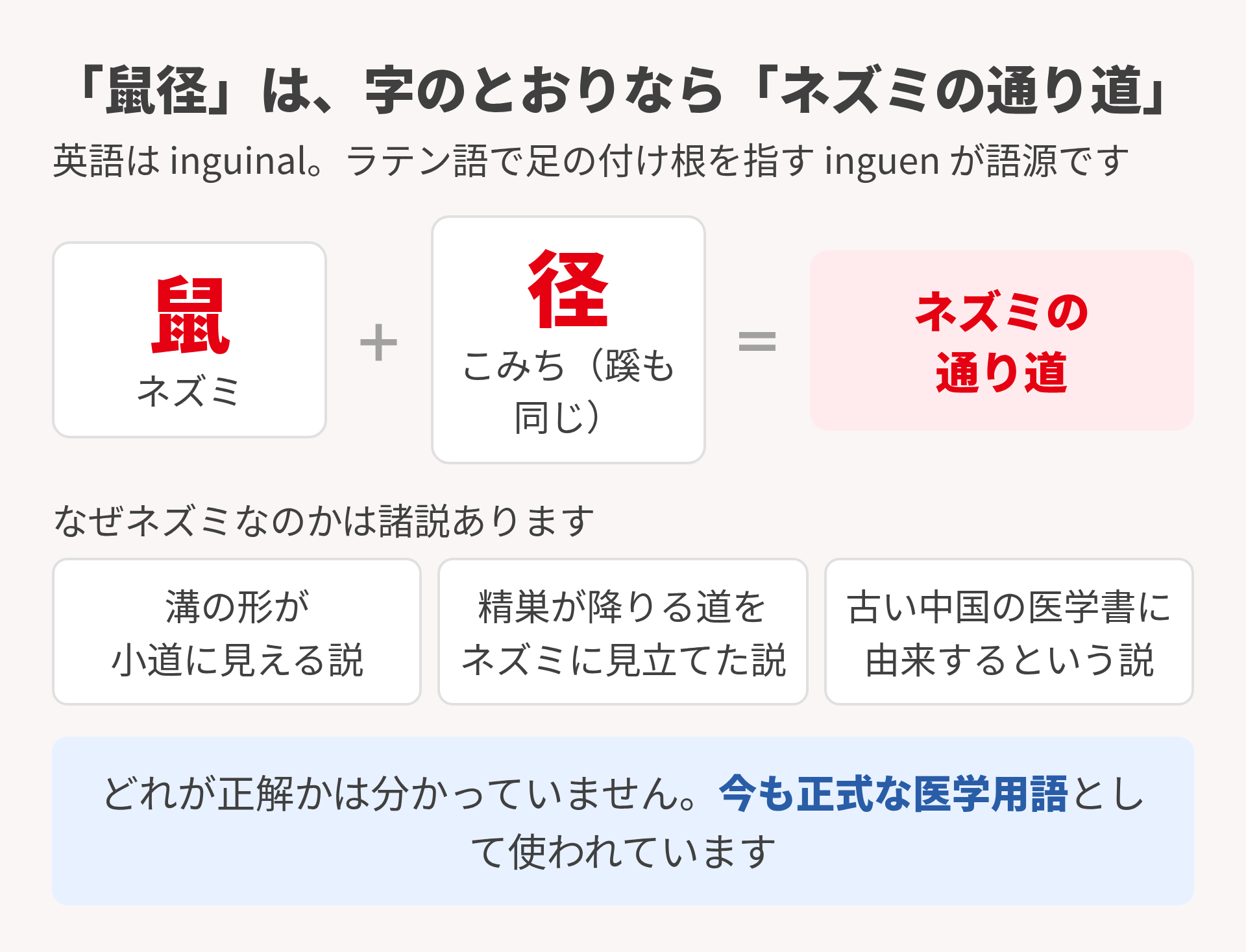 鼠径の語源