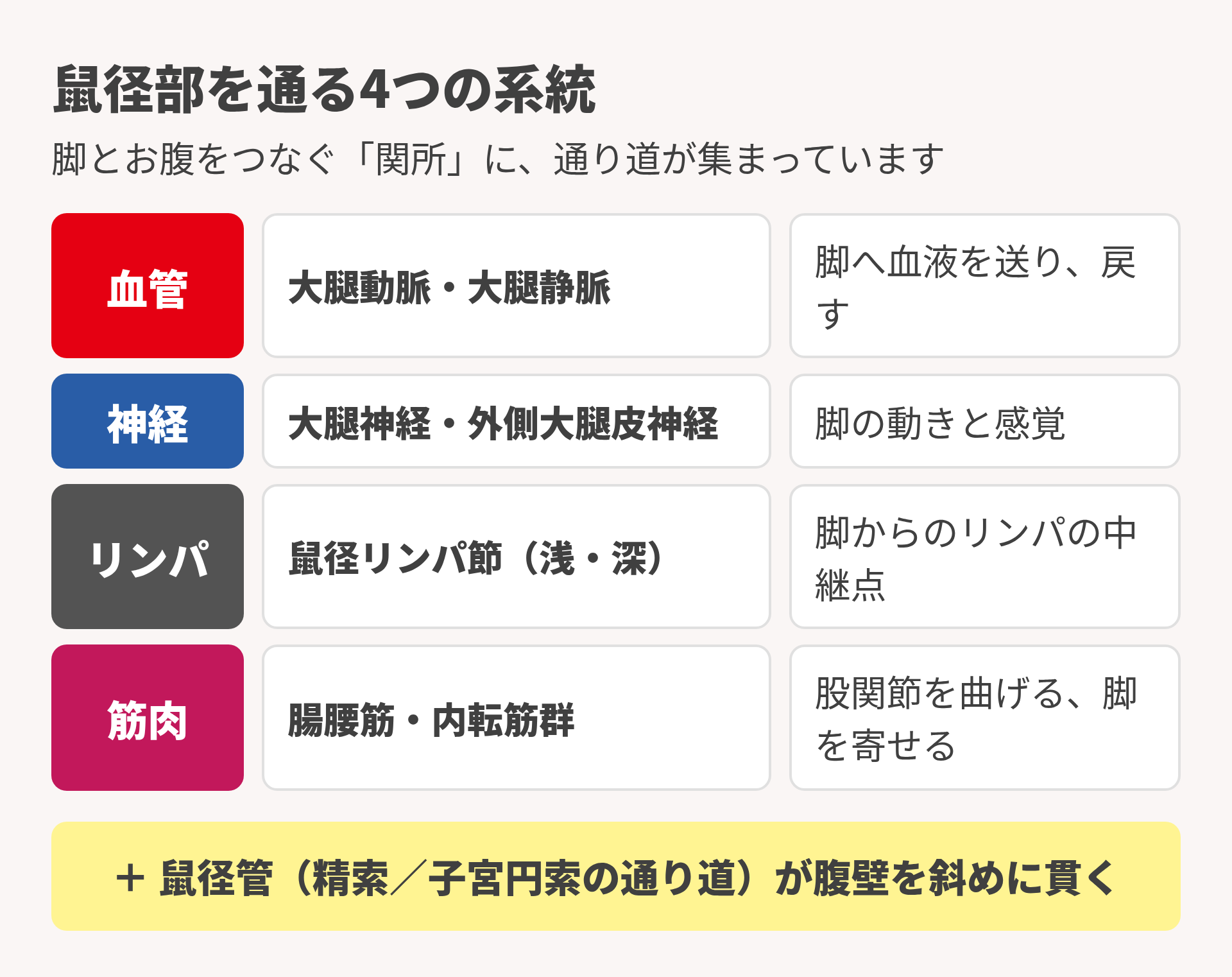 鼠径部を通る4つの系統